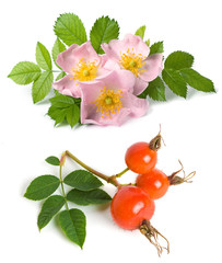 Dog rose flower and fruits