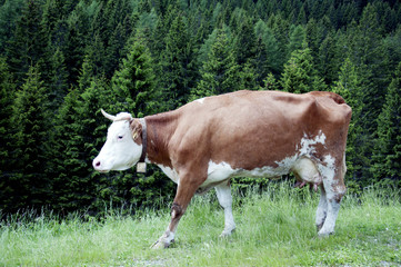 Fototapeta na wymiar wypasu krów