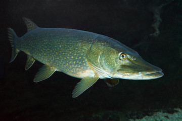 Underwater photo of a big Northern Pike.