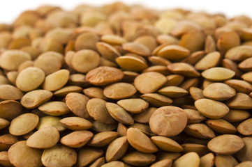 Lentil
