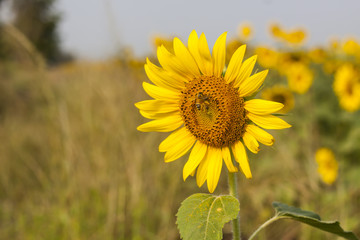 Sunflower