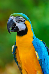 Blue and Gold Macaw, Ara ararauna.