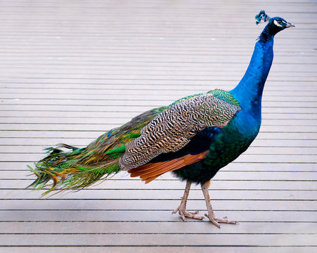 Fototapeta peacock