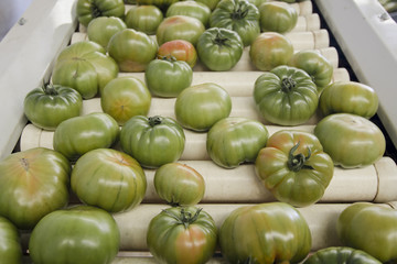 tomatoes