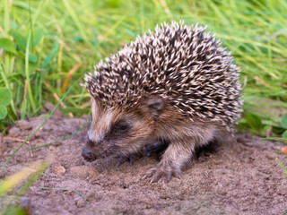 Hedgehog Baby close up