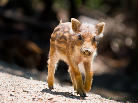 Wild Boar Piglet