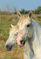 White camargue horses, France