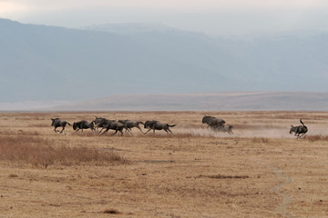 Ngorongoro  wildebeests