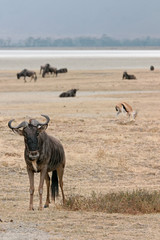 Fototapeta na wymiar Ngorongoro gnu