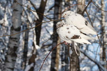 Two white doves were frozen on a branch in winter