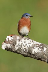 Male Eastern Bluebird