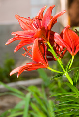 Fototapeta premium a flower bed of orange lillies