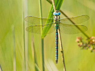 Dragonfly Resting on a Leaf