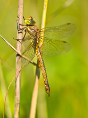 Dragonfly Resting on a Leaf