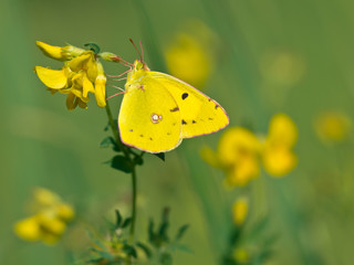 Butterfly Warming its Wings in the Sun