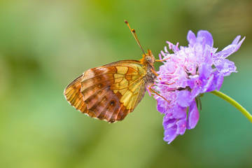 Butterfly Warming its Wings in the Sun