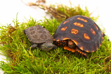 Tortoise & Turtle Friends