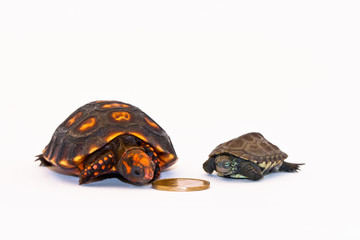 Tortoise & Turtle Money Protectors