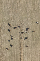 Top view