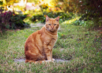 Naklejka na ściany i meble an orange cat sitting in a garden.