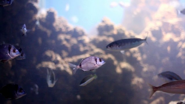 Sea breams and saddled sea breams