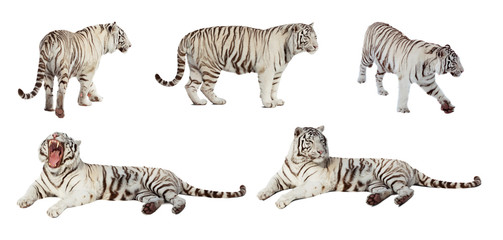 Obraz premium Set of white tiger. Isolated over white