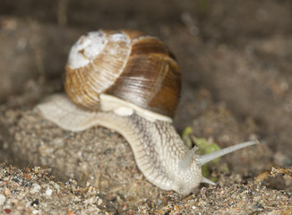 Burgundi snail or Escargot, Helix pomatia on ground, macro photo