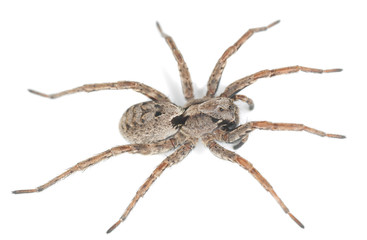 Wolf spider isolated on white background, macro photo