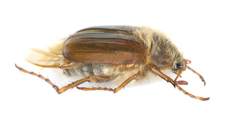 Chafer beetle, Amphimallon falleni isolated on white background