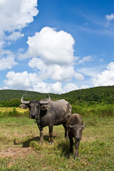 Buffalo in grass