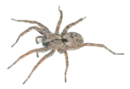 Wolf spider isolated on white background, macro photo