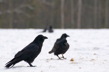 Raven - Corvus corax