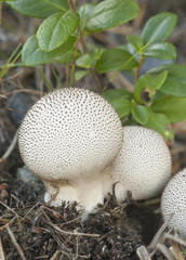 Puff-ball, edible mushroom