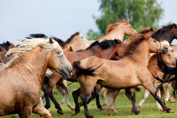 Group of horses runs in landscape