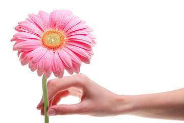Hand holding pink gerber daisy isolated on white