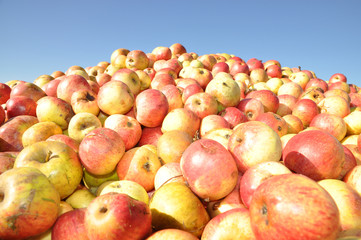 Äpfel