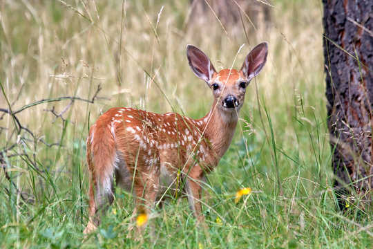 Cerbiatto