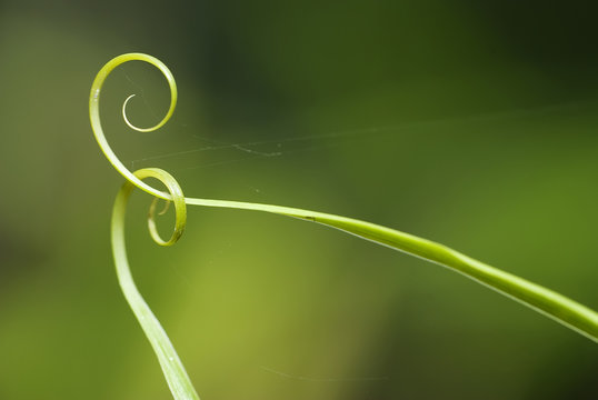 Connection