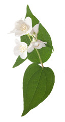 Fototapeta premium jasmine white flowers on green leaves