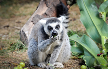 Lemur catta commonly known as Ring-tailed Lemur