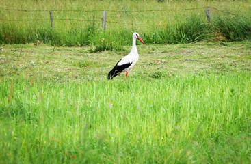 Ciconia ciconia bird commonly known as white stork