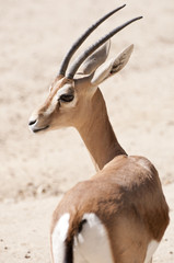 Dorcas gazelle, Gazella dorcas