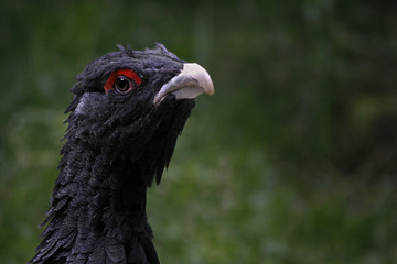Gallo cedrone