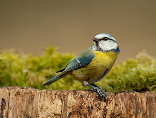 Blue tit in winter