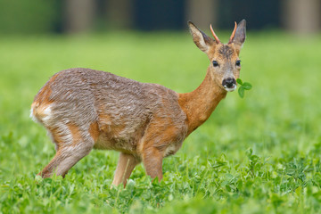 Young roe buck in clover meadow
