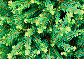 Christmas Decoration