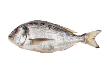 Obraz premium Sea Bream