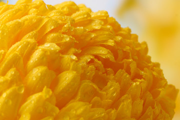 bright yellow chrysanthemum, on autumn background