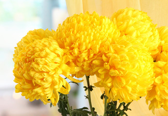 bright yellow chrysanthemums flowers, close up