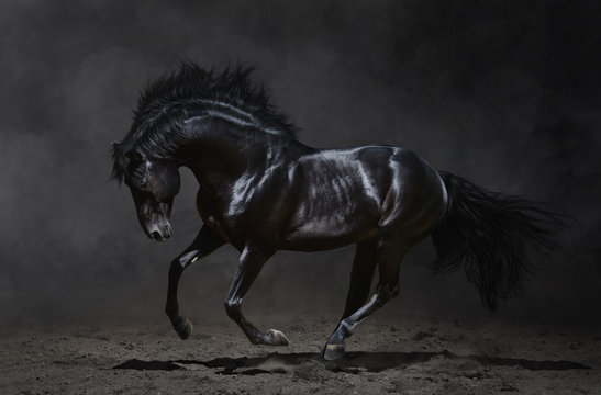 Galloping black horse on dark background © Kseniya Abramova
